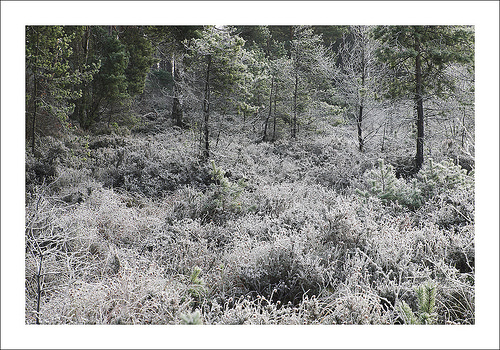 Frozen Forest