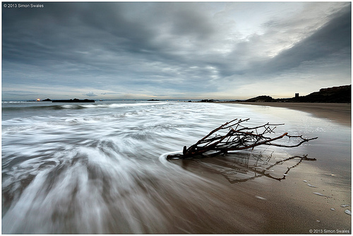 Seaweed at Seafield