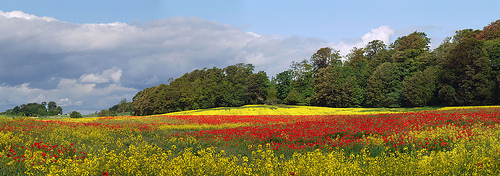 The poppy field, Pattiesmuir, Fife