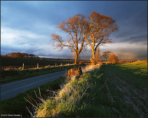 Two trees catching some rays by SwaloPhoto